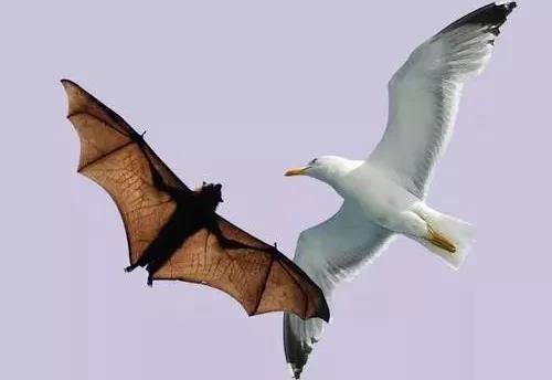 The Cage Bird And The Bat 笼中鸟与蝙蝠 少儿睡前故事 大思英语