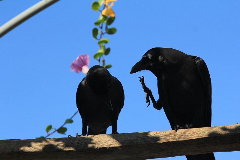 twocrows两只乌鸦丨外教讲故事